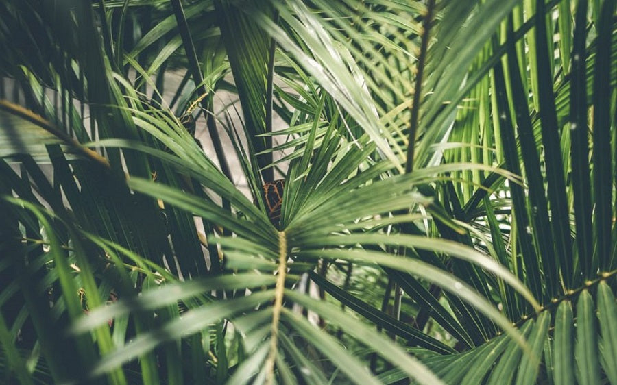 A palm leaf on yellow backing