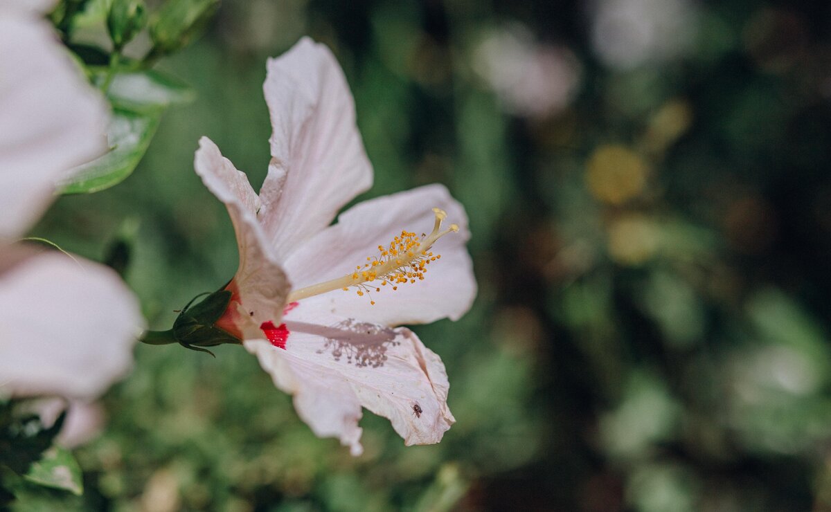 Ingredient spotlight: hibiscus for skin