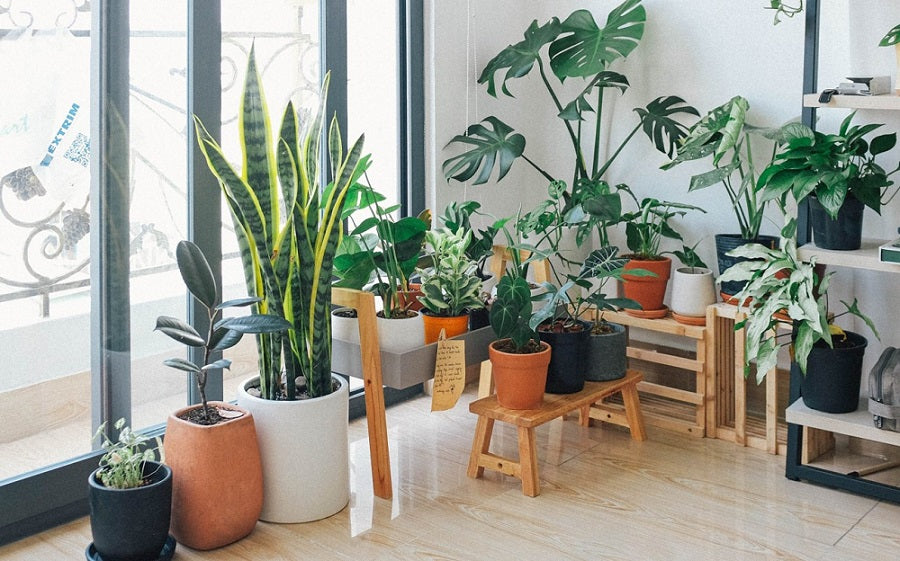 5 house plants for great skin