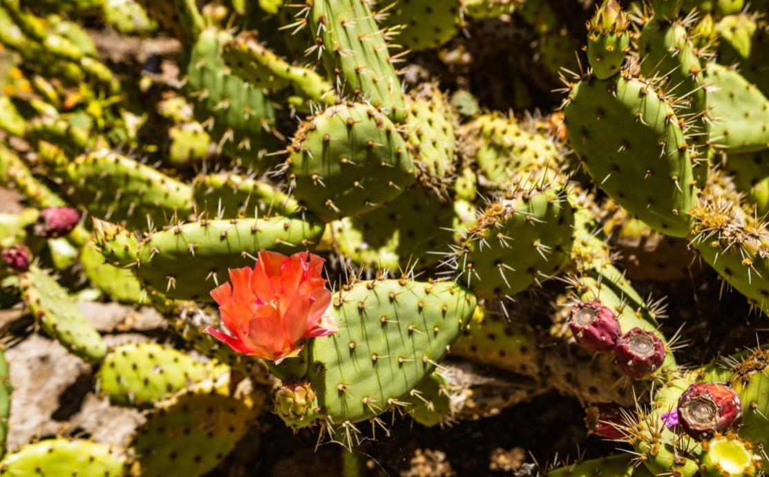 prickly pear extract for skin