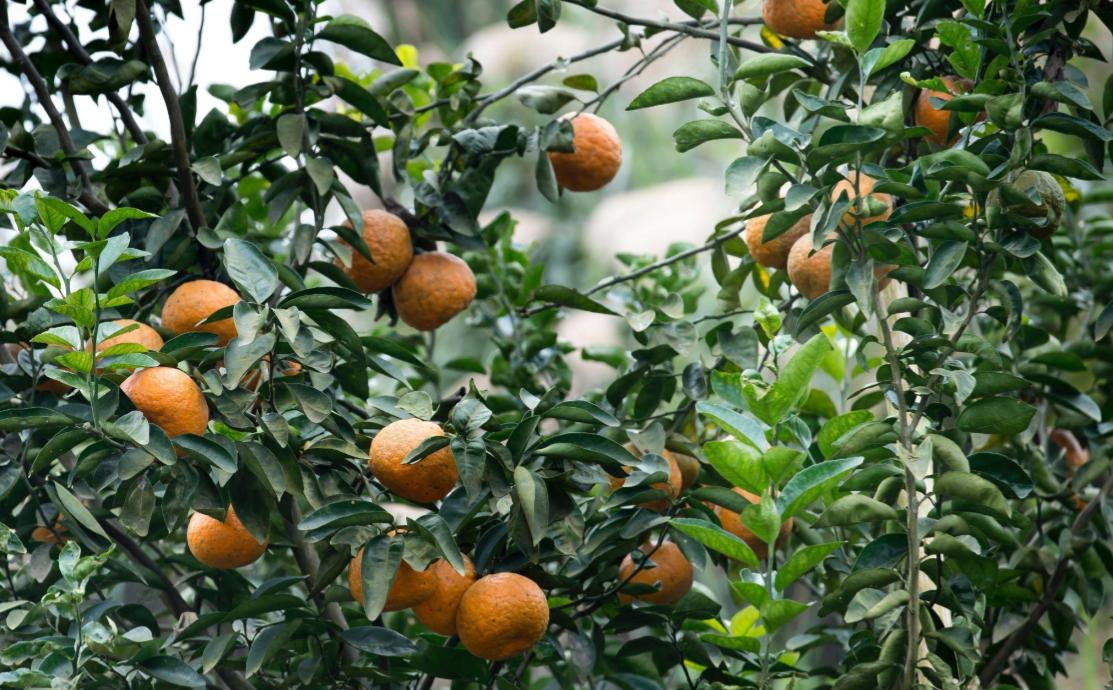 tangerine essential oil