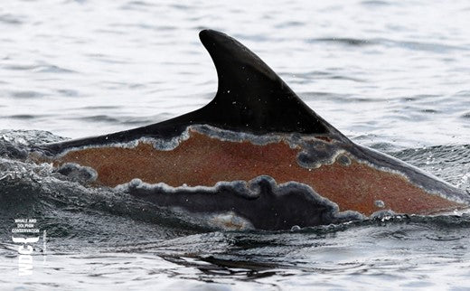 Spirtle The Sunburned Wonder Dolphin