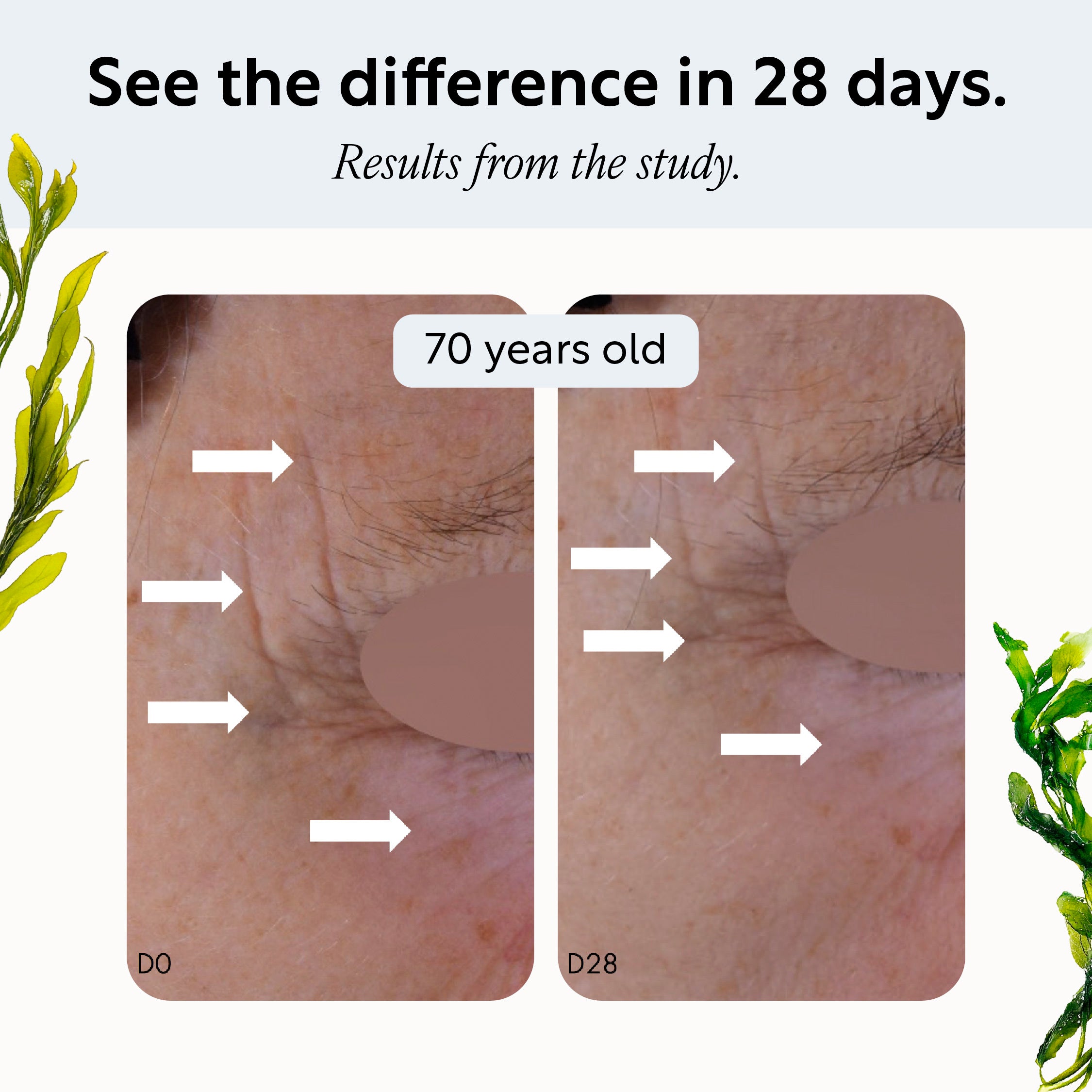 Opal Alga seaweed extract study, day 0 and day 28